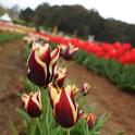 Tessalaars Tulip Farm -September 30 2019