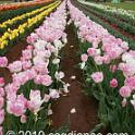 Tessalaars Tulip Farm -September 30 2019