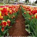 Tessalaars Tulip Farm -September 30 2019