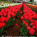 Tessalaars Tulip Farm -September 30 2019