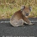 2022-01-12 ApolloBay to Pt Campbell